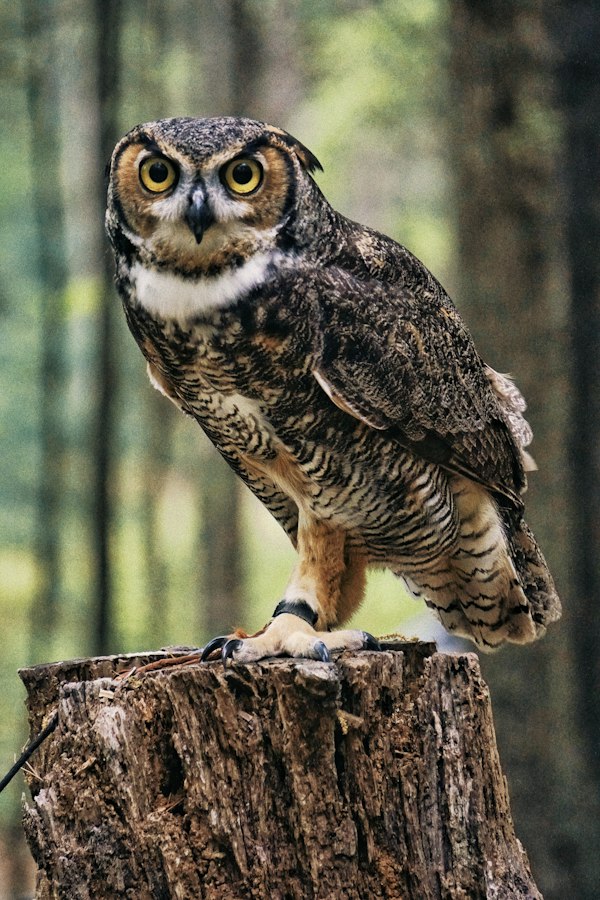 MiniBubo family